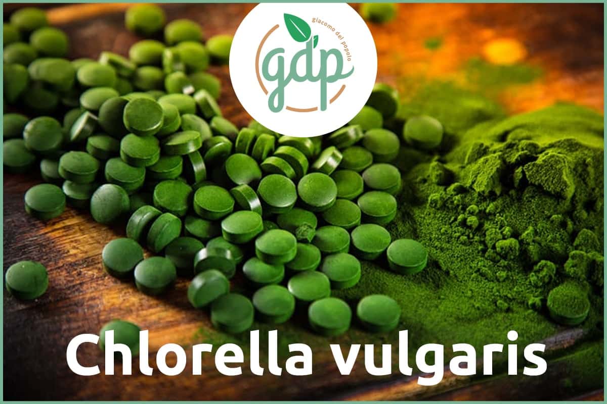 chlorella vulgaris