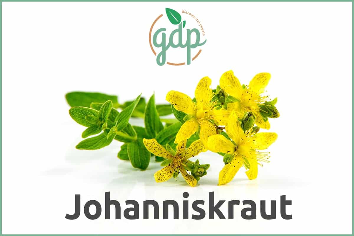 Johanniskraut GDP