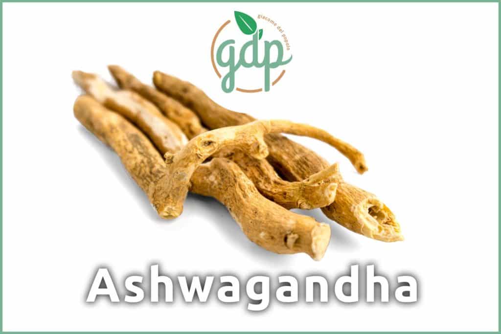 Ashwagandha gdp Titelbild