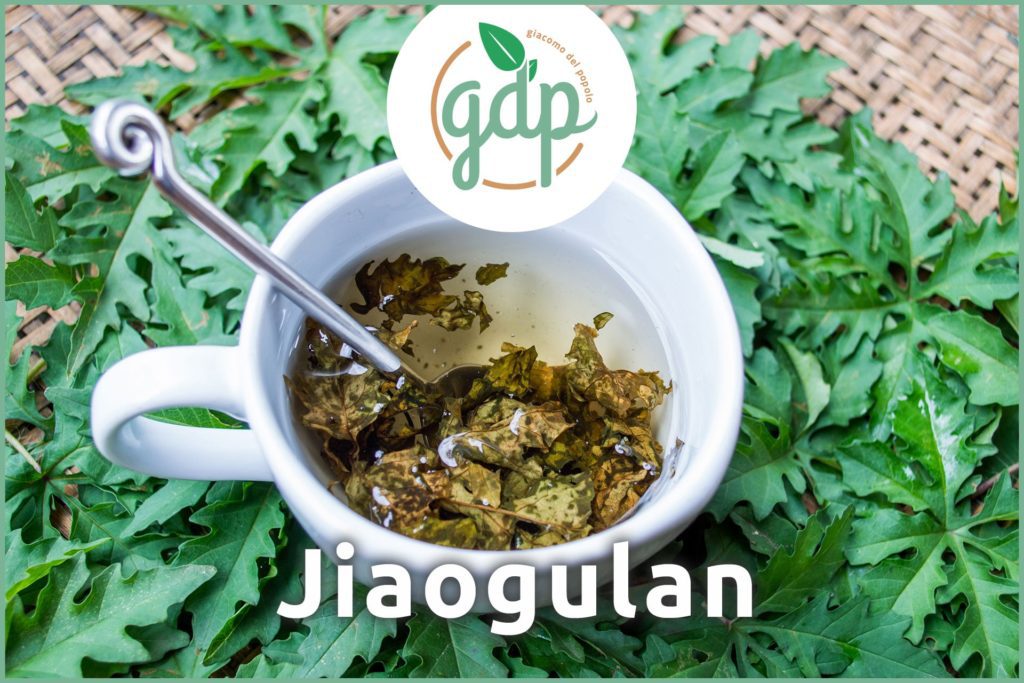 Titelbild gdp Jiaogulan