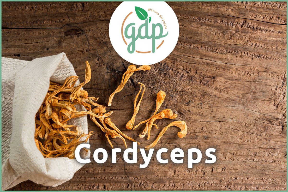 Cordyceps Titelbild gdp