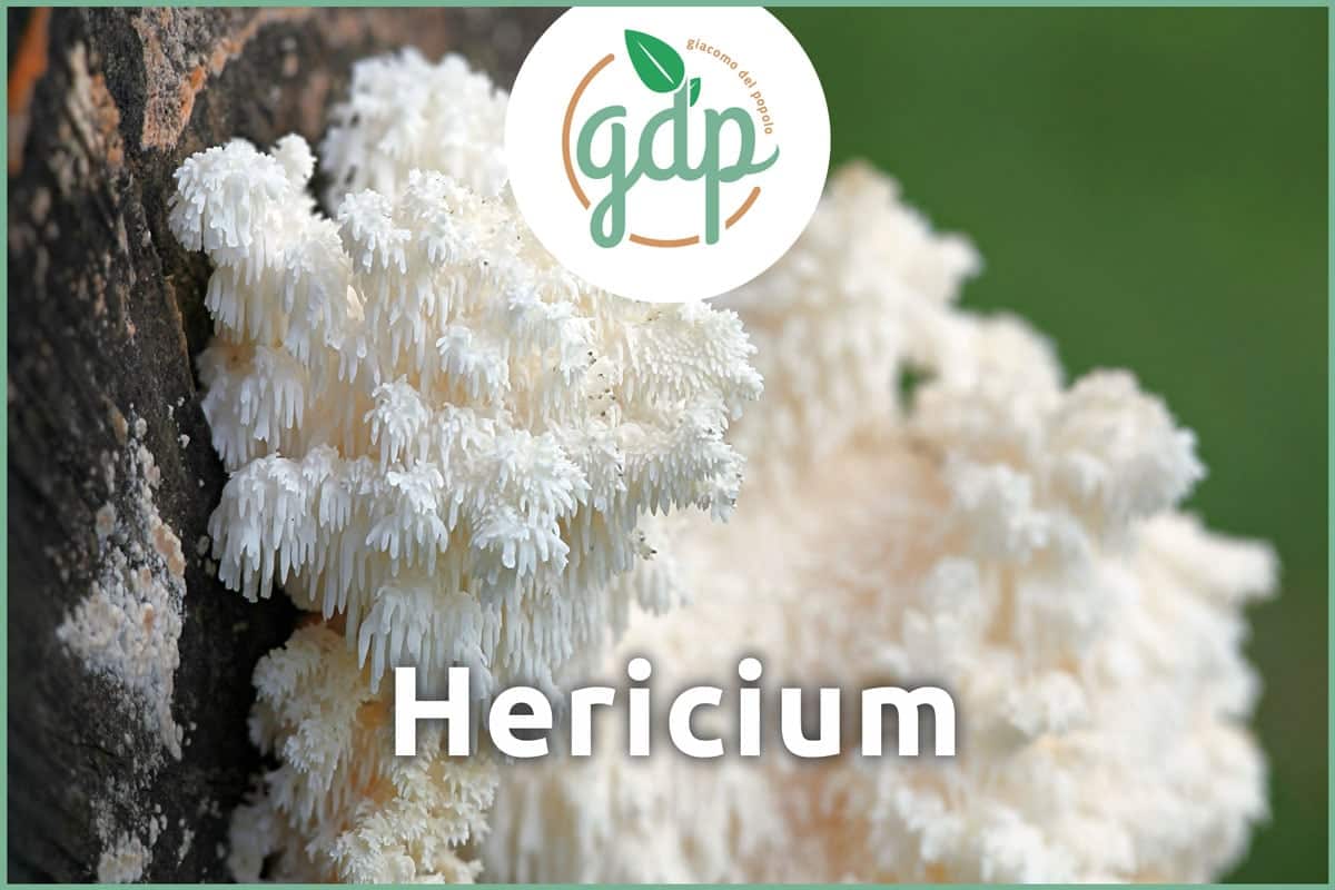 Hericium Titelbid