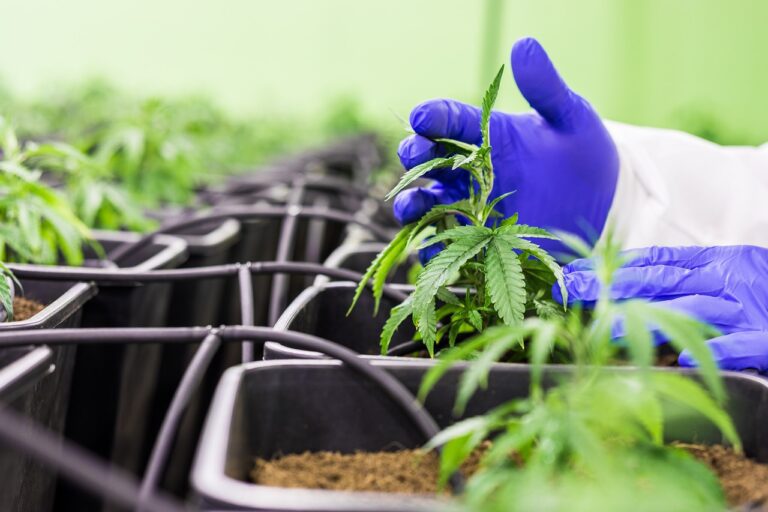 Was Sie über den Kauf von CBD in der Schweiz wissen sollten