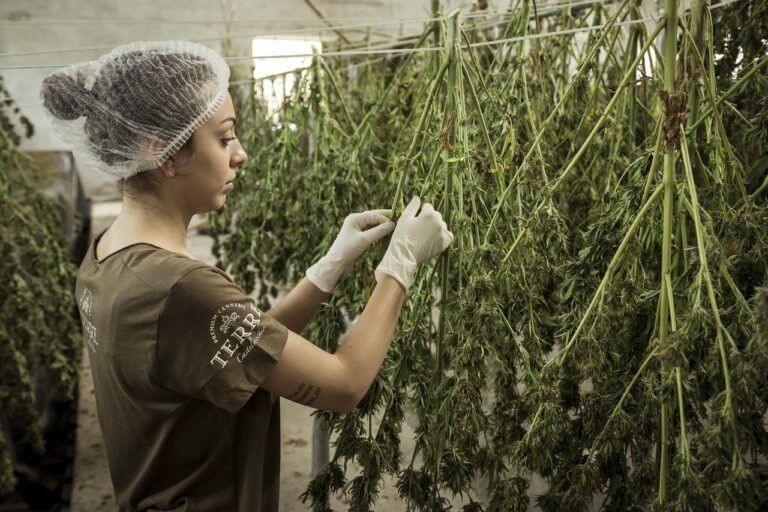 Kann CBD Öl bei Schmerzen helfen? Eine umfassende Überprüfung der Forschung