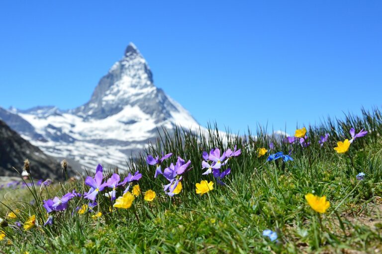 Der ultimative Casino-Guide für Anfänger: Tipps und Tricks für einen erfolgreichen Besuch in der Schweiz