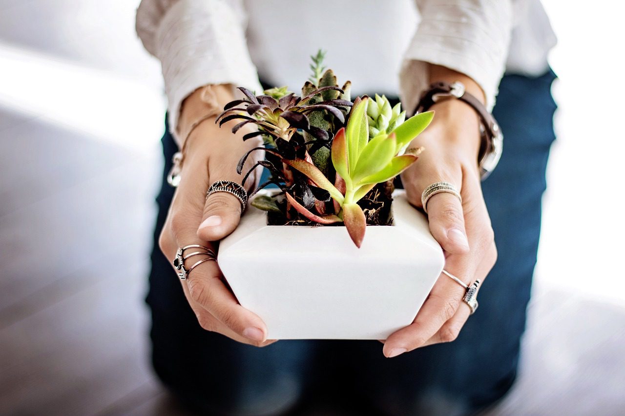 succulents 2347550 1280