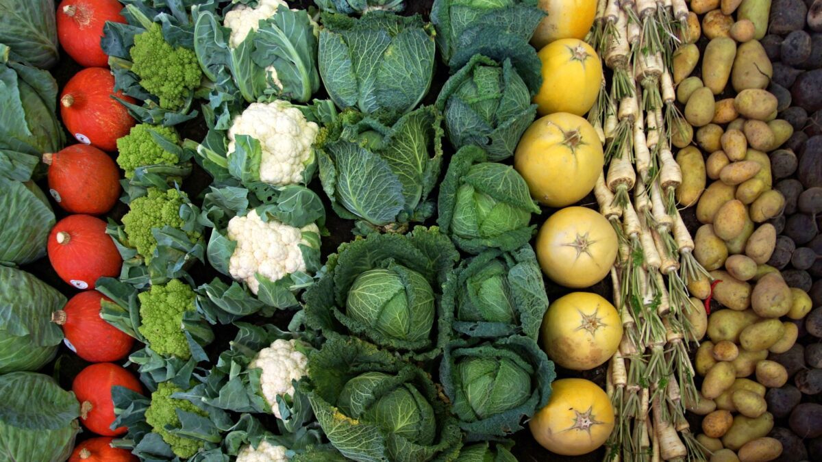 A colorful collection of fresh organic vegetables including cabbage, cauliflower, potatoes, and radishes.