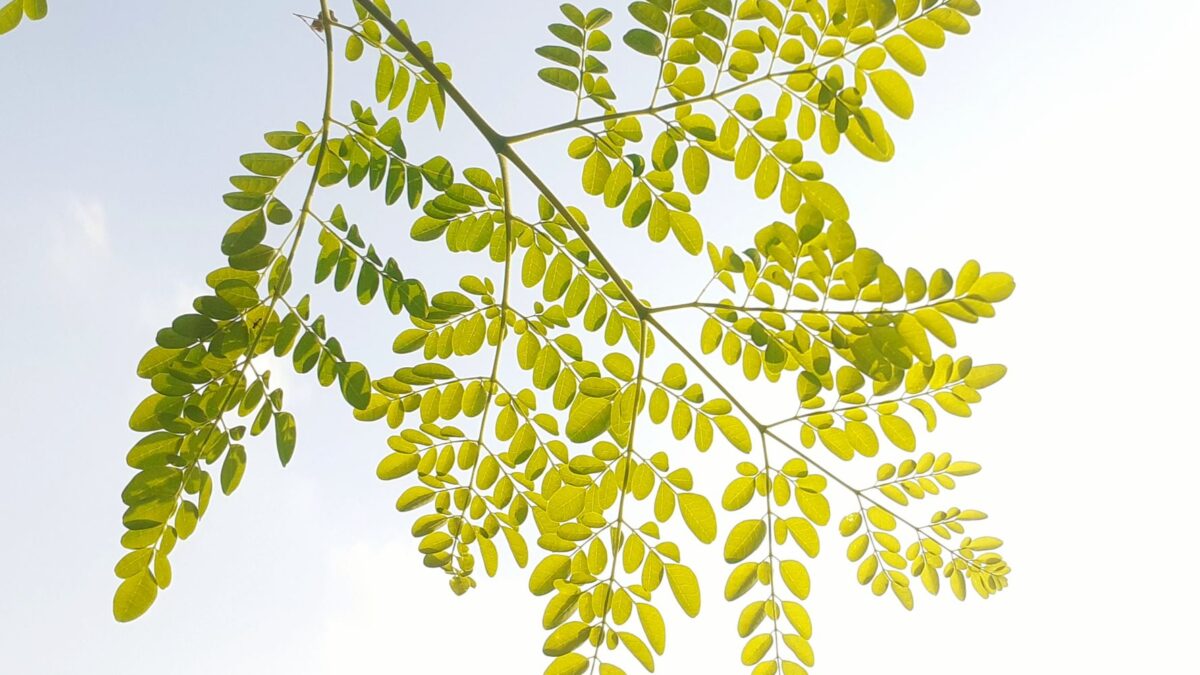 Moringa oleifera leaves with bright green foliage against a clear sky, ideal for nature themes.