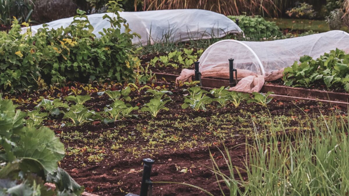 Frisch bepflanztes Hochbeet mit Gemüse im Garten